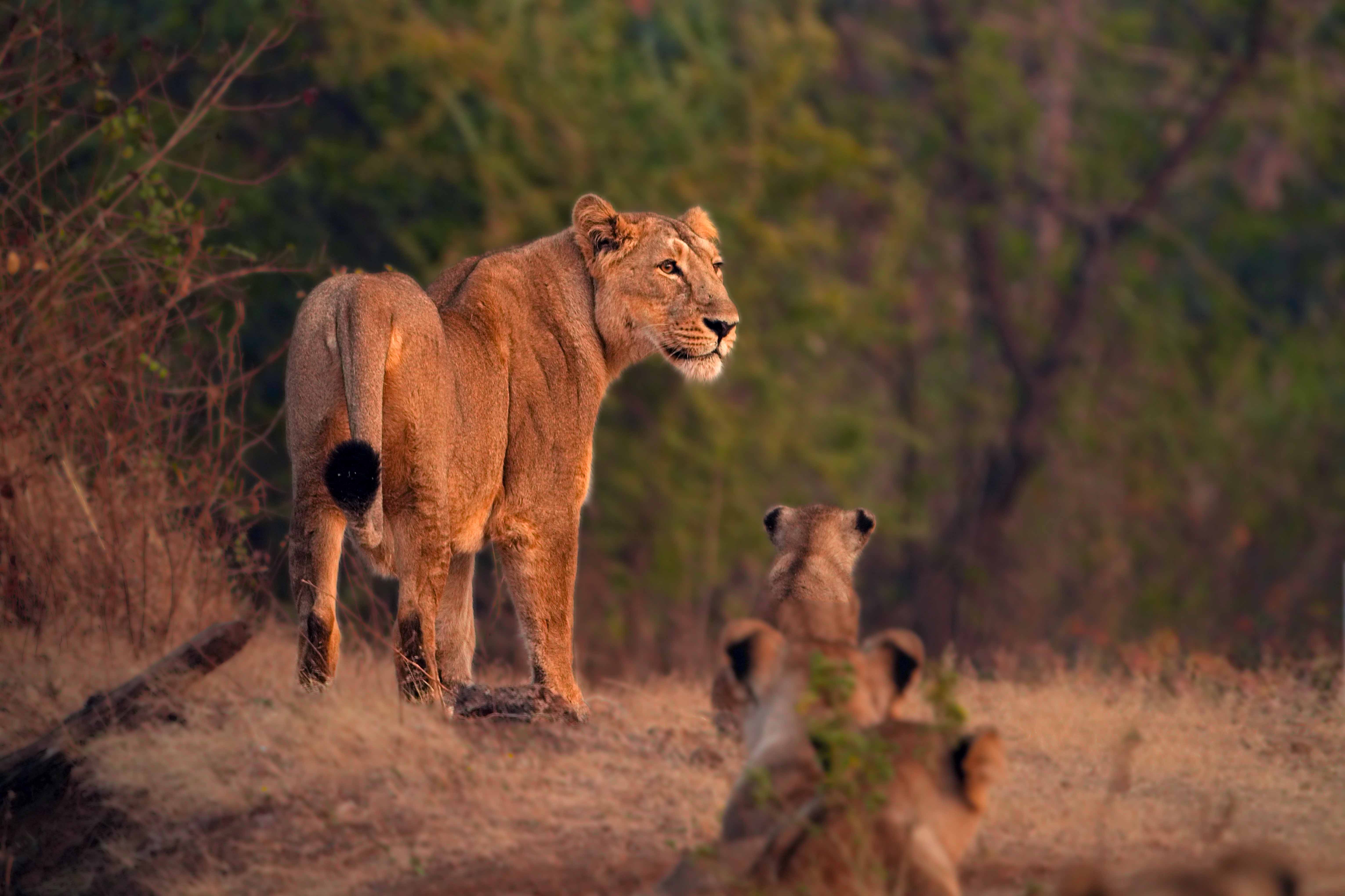 Wildlife & Nature